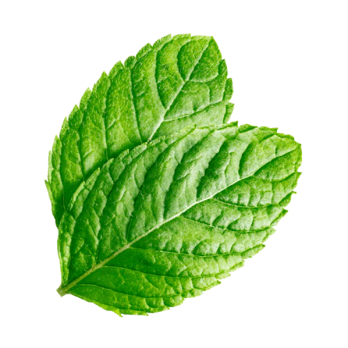 Organic Mint