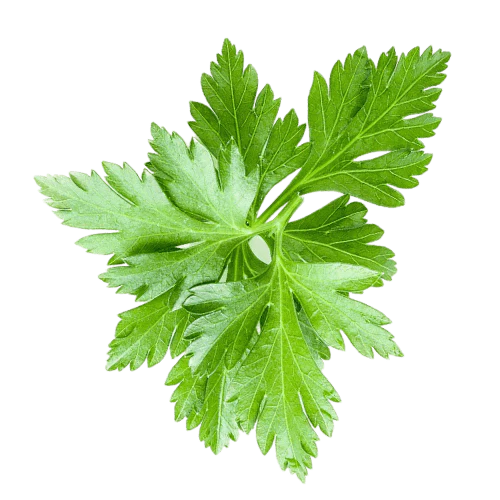 Organic Parsley